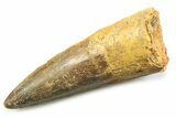 Fossil Spinosaurus Tooth - Real Fossil Tooth #357693-1